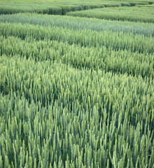 Lines of demo plots sectors of cereals with new varieties in agriculture