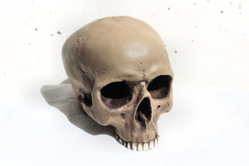 Realistic human prop skull