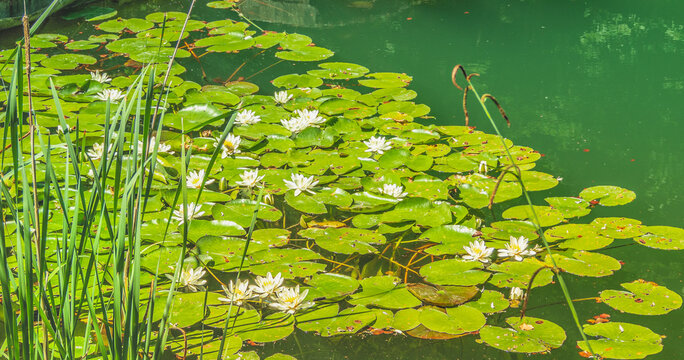 Na zdjęciu widzimy przepiękne lilie wodne pływające po stawie na szczycie g&oacute;ry nieopodal g&oacute;rskiego włoskiego miasteczka Corniolo.