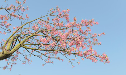 silk floss tree flower on blue sky background