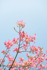 silk floss tree flower on blue sky background