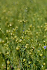Flax blossoms on the field in summer closeup. Shallow depth of field