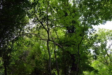 Nature