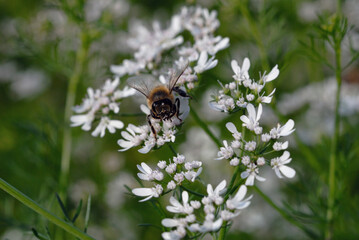Bee among white flowers on a summer field closeup. Shallow depth of field