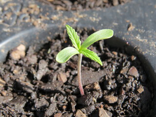 Young cannabis plant in potting soil