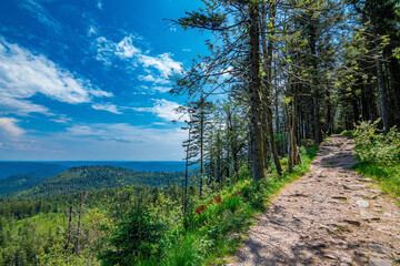 A beautiful hiking path in the national park Black Forest, Germany on a sunny summer day with a blue sky and some nice white clouds