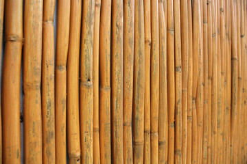 A wall of dry bamboo stems. Background. Texture. Substrate.
