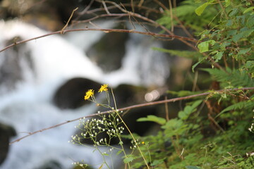 Pretty flowers