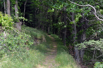 Chemin en Foret