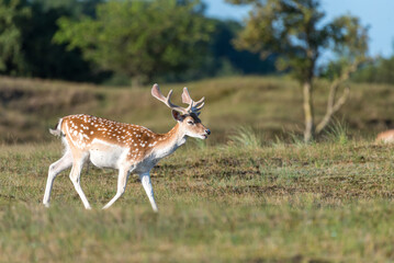 white tailed deer strolling through the dunes