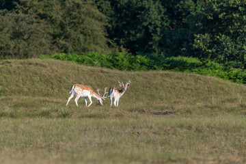 white tailed deer strolling through the dunes