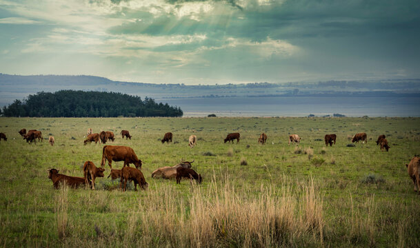 Cattle Feeding