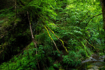 Obraz premium green lung of the planet, primeval forests in germany