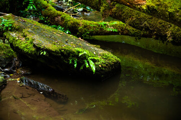 green lung of the planet, primeval forests in germany