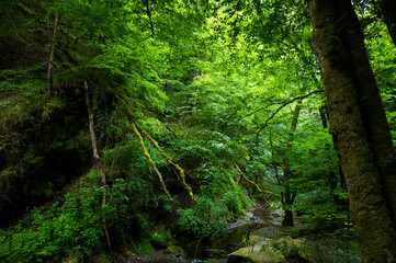 green lung of the planet, primeval forests in germany