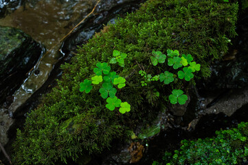 clover grows on fresh moss directly at a small stream