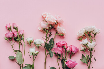 pink roses on pink background. 