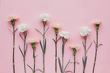 carnations on pink background