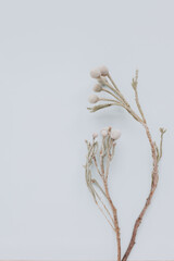 dried flowers on blue background
