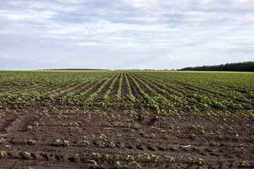 Fototapeta na wymiar On a crop field to sprout the first green shoots. Agriculture and farming background