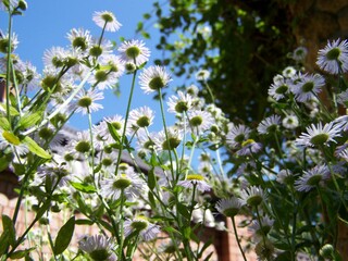 Fototapeta premium flowers of a tree