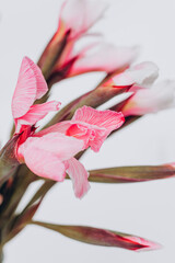 pink iris on white background