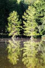 Natur pur 