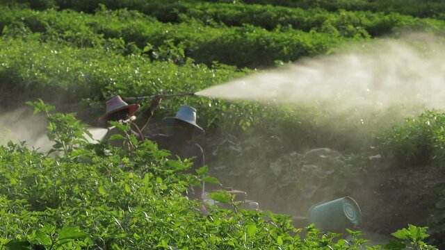 agricultural worker spraying chemical insecticide on vegetable farm with wooden boat, Thailand