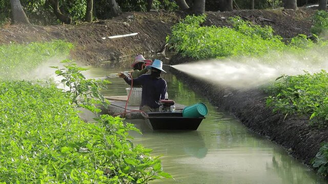 agricultural worker spraying chemical insecticide on vegetable farm with wooden boat, Thailand