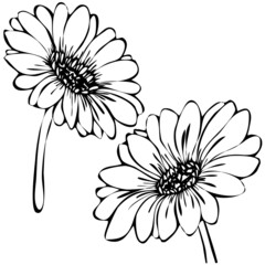 vector illustration, gerbera flowers in doodle style, line drawing in black, isolate on white background, tattoo