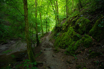 Fototapeta premium hiking trail along the river in the forest in the ehrbachklamm