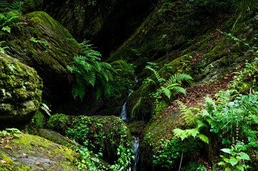 fern grows on moss-covered stones directly at a small waterfall