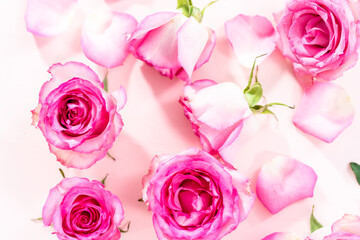 Pink roses