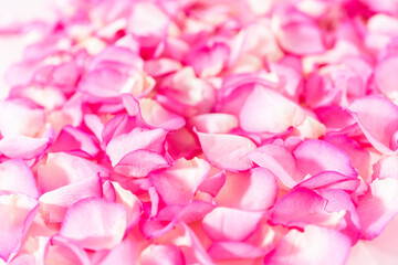 Rose petals