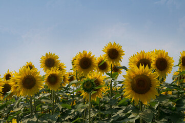 SUNFLOWER IN A FIEND IN SUMMER