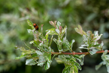 Ameisensackkäfer auf Harlekinweide