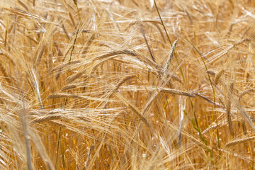 Background of ripe ears of bread. Yellow wheat field. Close-up of nature. Harvest of bread. Summer landscape