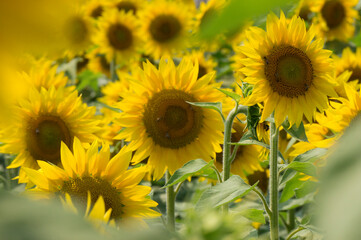 Fototapeta premium SUNFLOWER IN A FIEND IN SUMMER