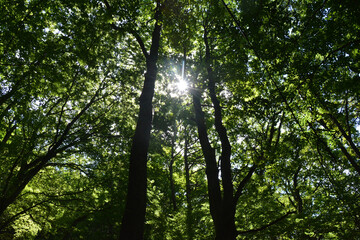 Fototapeta premium Soleil à travers la Forêt, lumière