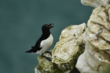The razorbill sitting on the coastal cliff