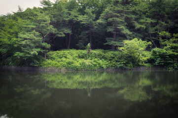 森と池と不自然な木