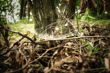 枯れ枝と蜘蛛の巣