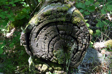 Tronc Arbre