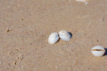 Fototapeta na wymiar White opened cockle bivalve seashell in wet beach sand
