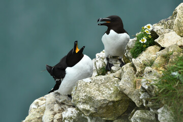 The razorbill sitting on the coastal cliff
