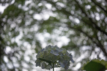 渦巻 - バブルボケ