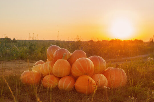 orange pumpkins on rural field at sunset