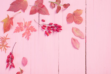 autumn leaves on pink wooden background