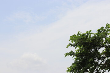 Obraz premium Tropical tree leaves on white isolated background for green foliage backdrop.