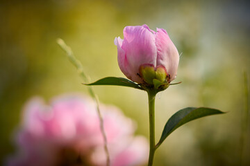 Beautiful pink peonies, with a fragrant smell, have green leaves on the stems, lit by the morning sun.